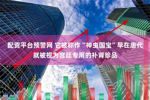 配资平台预警网 它被称作“神虫国宝”早在唐代就被视为宫廷专用的补肾珍品